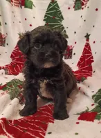 Henry , a male Havapoo for sale in Stoutland, MO – 1 of 8