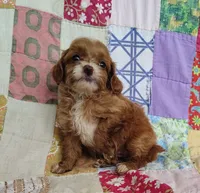 Alexa, a female Cavapoo and Poodle - Miniature  for sale in Stoutland, MO – 1 of 8