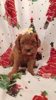Laura, a female Cavapoo for sale in Stoutland, MO – 4 of 8