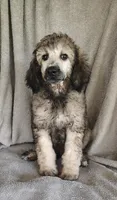 Sammy, a male Poodle - Standard  for sale in Stoutland, MO – 2 of 8
