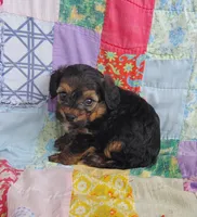 Michael , a male Yorkipoo for sale in Stoutland, MO – 2 of 10
