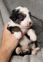 Philip, a male Poodle - Miniature  and Miniature Aussiedoodle for sale in Stoutland, MO – 1 of 4