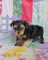 Leo, a male Maltipoo and Yorkshire Terrier for sale in Stoutland, MO – 8 of 9