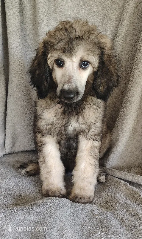 Sammy – Poodle - Standard  puppy for sale in Stoutland, MO