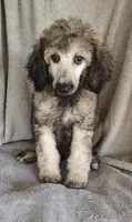 Sammy, a male Poodle - Standard  for sale in Stoutland, MO – 1 of 8