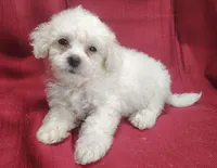 Buster, a male Bichpoo for sale in Stoutland, MO – Photo 4 of 6