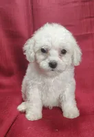 Buster, a male Bichpoo for sale in Stoutland, MO – Photo 1 of 6