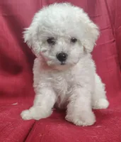 Buster, a male Bichpoo for sale in Stoutland, MO – Photo 2 of 6