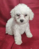 Buster, a male Bichpoo for sale in Stoutland, MO – Photo 3 of 6