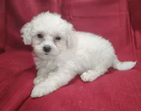 Buster, a male Bichpoo for sale in Stoutland, MO – Photo 5 of 6