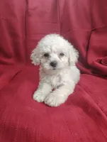 Buster, a male Bichpoo for sale in Stoutland, MO – Photo 6 of 6