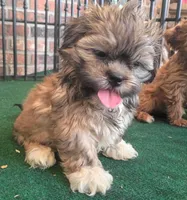 Christie, a female Shih Tzu for sale in Stoutland, MO – 3 of 5