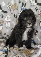 Allen, a male Cavapoo and Poodle - Miniature  for sale in Stoutland, MO – 2 of 7