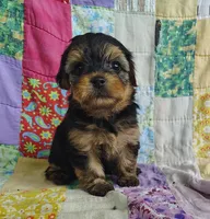 Nick, a male Maltipoo and Yorkshire Terrier for sale in Stoutland, MO – 6 of 9