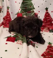 Henry , a male Havapoo for sale in Stoutland, MO – 5 of 8