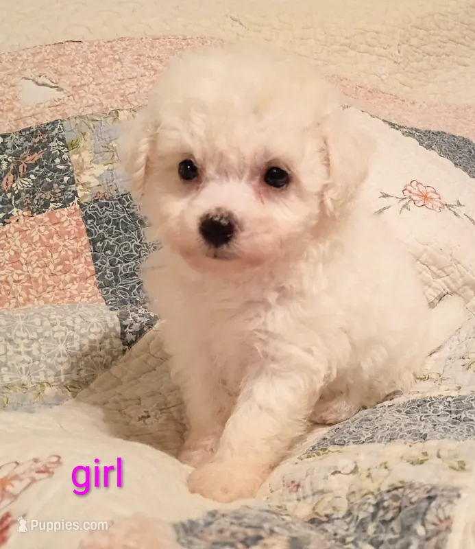 Katie – Bichon Frise puppy for sale in Stoutland, MO