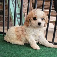 Trixie, a female Cavachon for sale in Stoutland, MO – 8 of 10