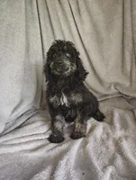 Sully, a male Poodle - Standard  for sale in Stoutland, MO – 7 of 8