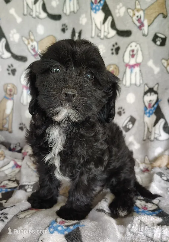 Amanda  – Cavapoo, Poodle - Miniature  puppy for sale in Stoutland, MO