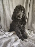 Stephanie, a female Poodle - Standard  for sale in Stoutland, MO – 2 of 9