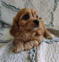 Trevor, a male Cavachon for sale in Stoutland, MO – 2 of 9