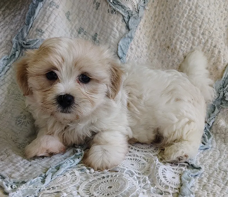 Cody – Havanese puppy for sale in Stoutland, MO