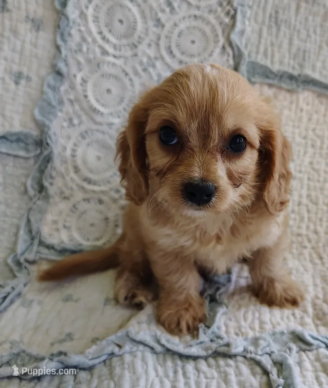 Tyler – Cavachon puppy for sale in Stoutland, MO