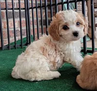 Trixie, a female Cavachon for sale in Stoutland, MO – 6 of 10