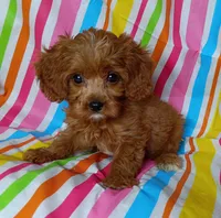 Rex, a male Cavapoo for sale in Stoutland, MO – 4 of 4