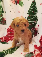 Teddy, a male Cavapoo for sale in Stoutland, MO – 4 of 7