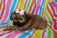 Cora, a female Shih Tzu for sale in Stoutland, MO – 4 of 5