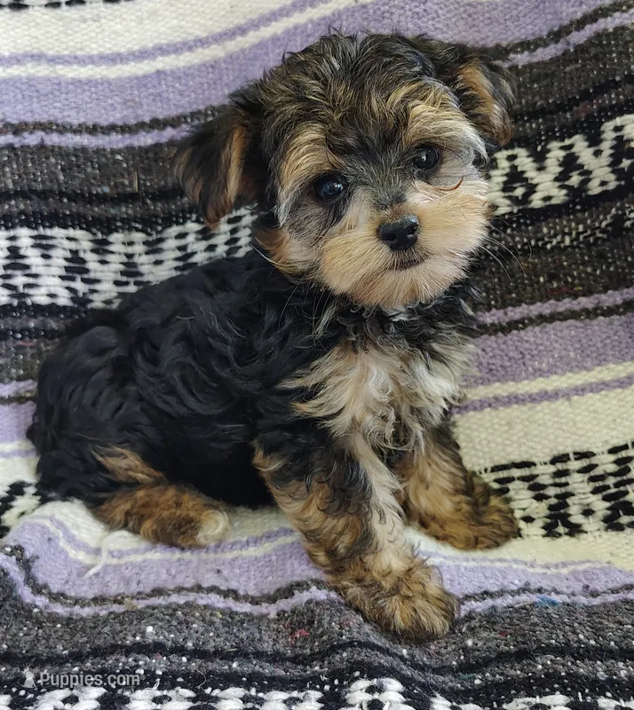 Leo – Maltipoo, Yorkshire Terrier puppy for sale in Stoutland, MO