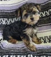 Leo, a male Maltipoo and Yorkshire Terrier for sale in Stoutland, MO – 1 of 7