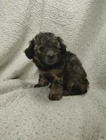 Rachel, a female Miniature Aussiedoodle for sale in Stoutland, MO – Photo 7 of 7
