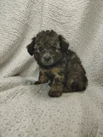 Rachel, a female Miniature Aussiedoodle for sale in Stoutland, MO – Photo 4 of 7