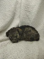 Rachel, a female Miniature Aussiedoodle for sale in Stoutland, MO – Photo 6 of 7