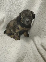 Rachel, a female Miniature Aussiedoodle for sale in Stoutland, MO – Photo 2 of 7