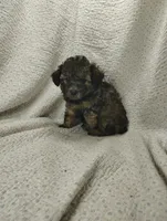 Rachel, a female Miniature Aussiedoodle for sale in Stoutland, MO – Photo 1 of 7