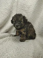 Rachel, a female Miniature Aussiedoodle for sale in Stoutland, MO – Photo 5 of 7