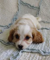Trixie, a female Cavachon for sale in Stoutland, MO – 8 of 10
