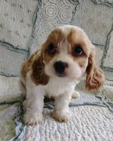 Trixie, a female Cavachon for sale in Stoutland, MO – 6 of 10