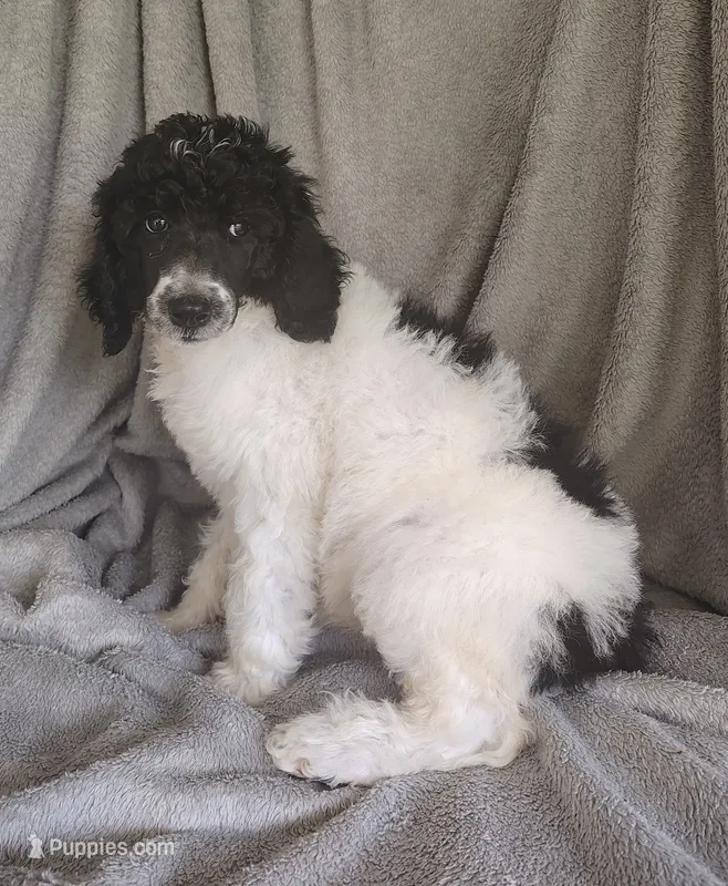 Sonny – Poodle - Standard  puppy for sale in Stoutland, MO