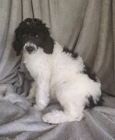 Sonny, a male Poodle - Standard  for sale in Stoutland, MO – 1 of 9