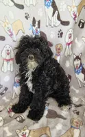 Allie, a female Cavapoo and Poodle - Miniature  for sale in Stoutland, MO – 3 of 4