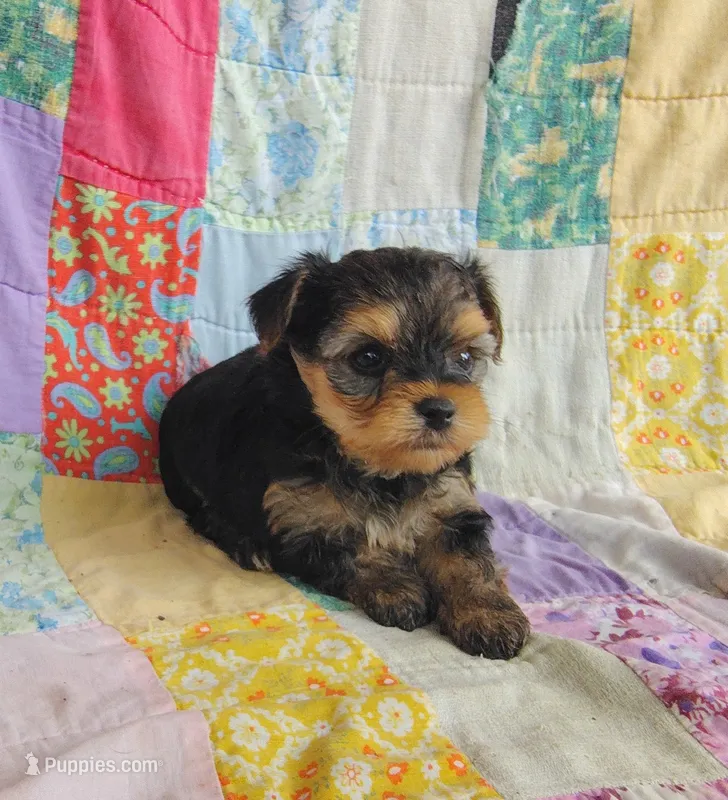 Leo – Maltipoo, Yorkshire Terrier puppy for sale in Stoutland, MO