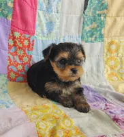 Leo, a male Maltipoo and Yorkshire Terrier for sale in Stoutland, MO – 1 of 9