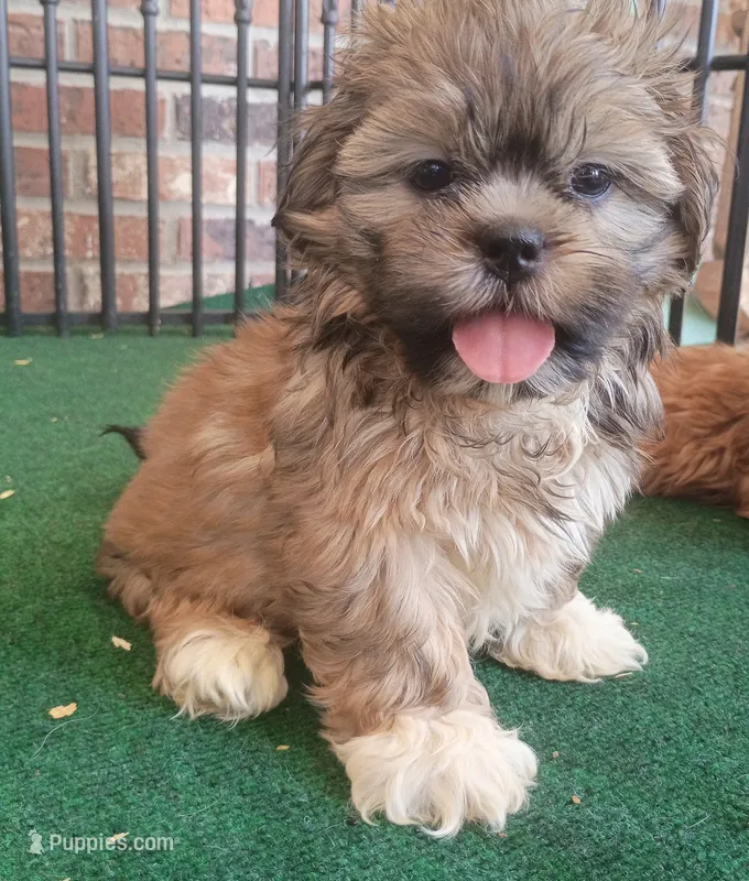 Christie – Shih Tzu puppy for sale in Stoutland, MO