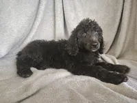 Stephanie, a female Poodle - Standard  for sale in Stoutland, MO – 9 of 9