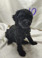 Allie, a male Cavapoo for sale in Stoutland, MO – Photo 6 of 7