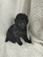 Allie, a male Cavapoo for sale in Stoutland, MO – Photo 1 of 3